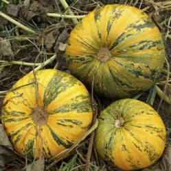 Kakai Pumpkin