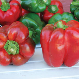 King of the North Pepper
