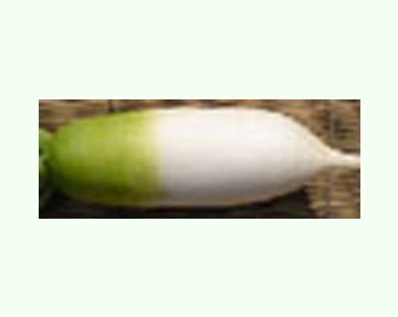 Korean Alpine Gold Radish